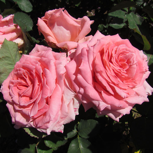 Roz piersică - trandafir pentru straturi Floribunda